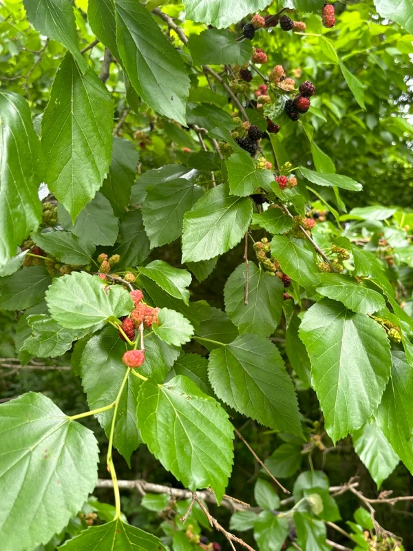 Moruše červená (Morus rubra)​