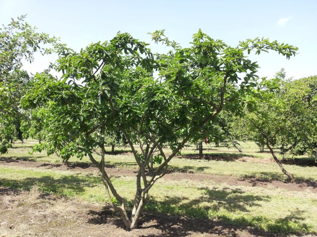 Mišpule německá (Mespilus germanica)​ - keř