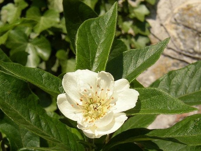 Mišpule německá (Mespilus germanica)​ - květ