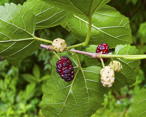 Moruše bílá (Morus alba)​