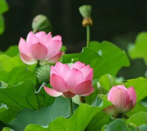 nelumbo.jpg