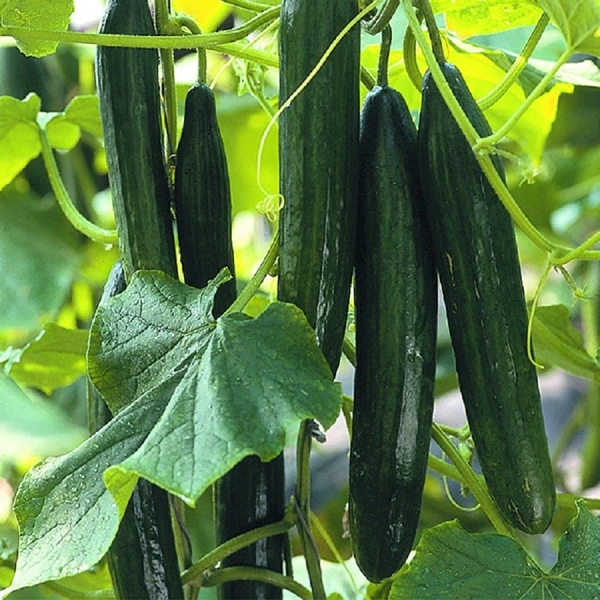 Okurka (Cucumis sativus)​ - salátová okurka