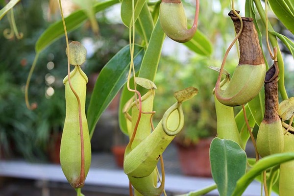 Láčkovka (Nepenthes)​