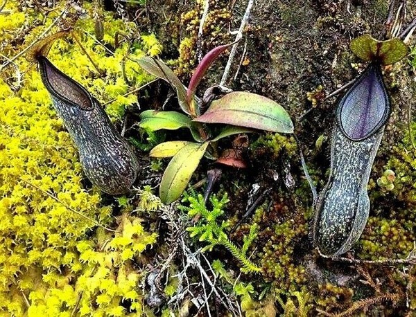 Láčkovka (Nepenthes Nigra)​