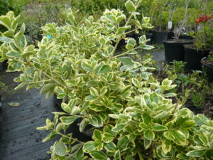 Brslen japonský (Euonymus japonica)