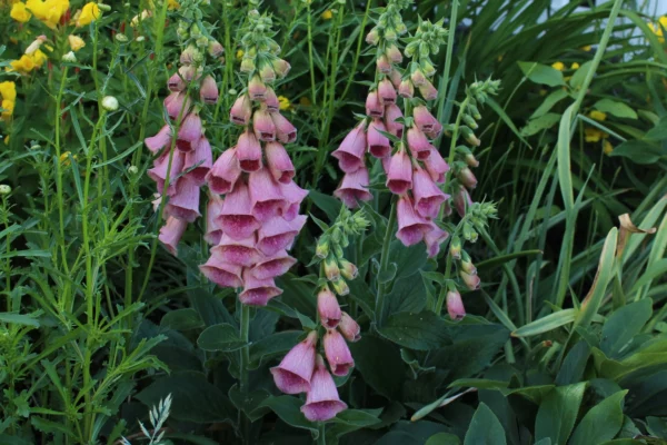 Digitalis x mertonensis s lososovoružovo červenými zvončekovitými kvetmi