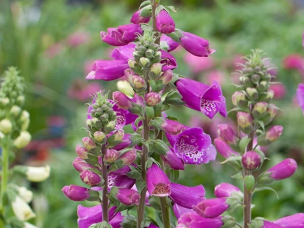 Náprstník červený (Digitalis purpurea) s purpurovými zvončekmi a tmavšími škvrnami vo vnútri