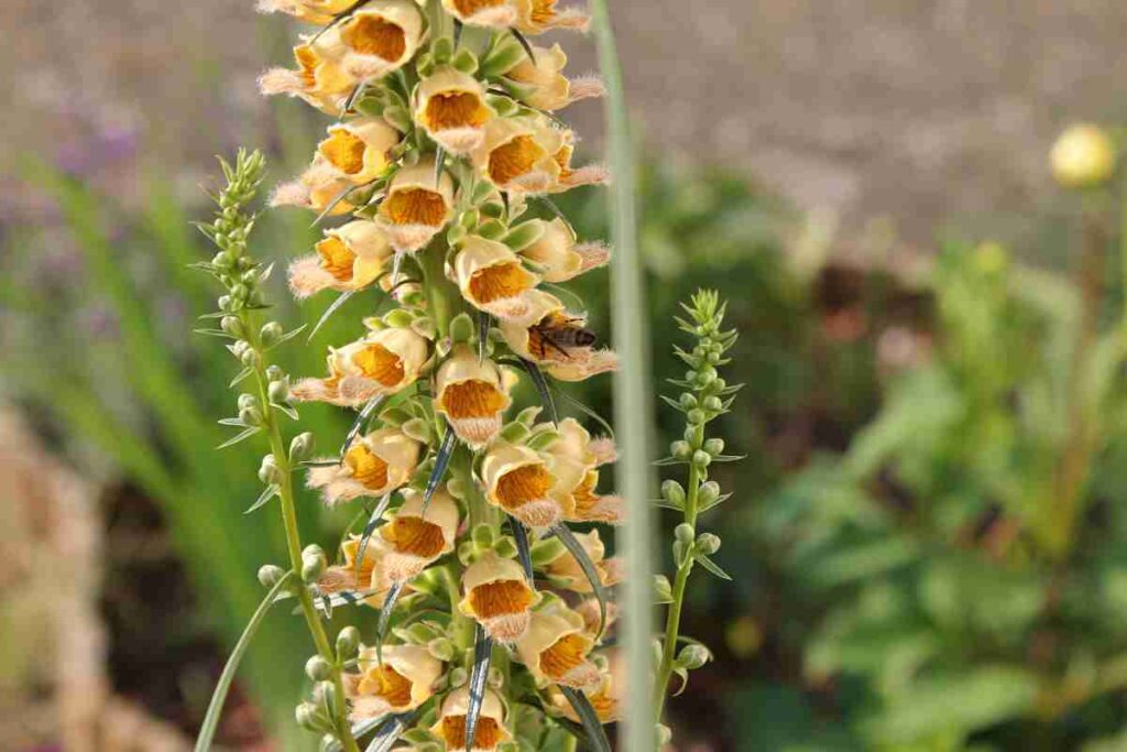 Náprstník rezavý (Digitalis ferruginea)