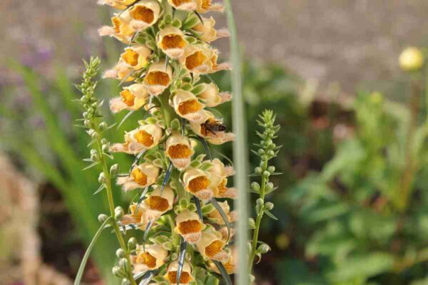 Náprstník hrdzavý (Digitalis ferruginea) s hnedočervenými žltohnedo žilkovanými zvončekmi