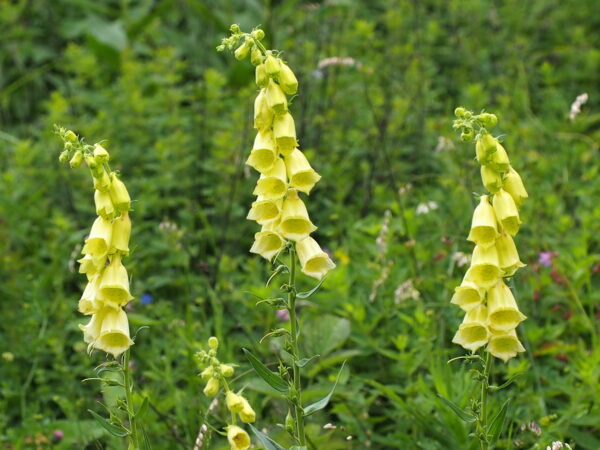 Náprstník veľkokvetý (Digitalis grandiflora) so svetložltými až 5 cm dlhými kvetmi