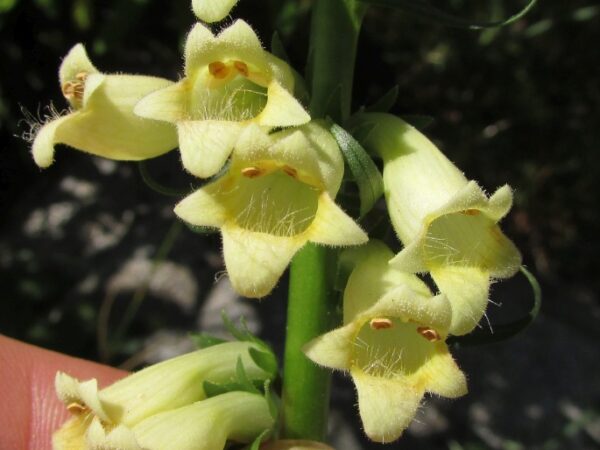 Náprstník žltý (Digitalis lutea) s drobnými citrónovožltými kvetnými trubkami