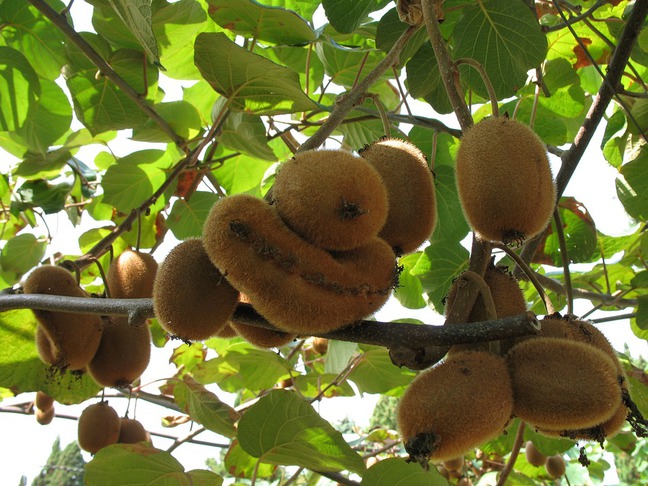 Aktinidie 5 Aktinidie čínská (Actinidia chinensis, kiwi)