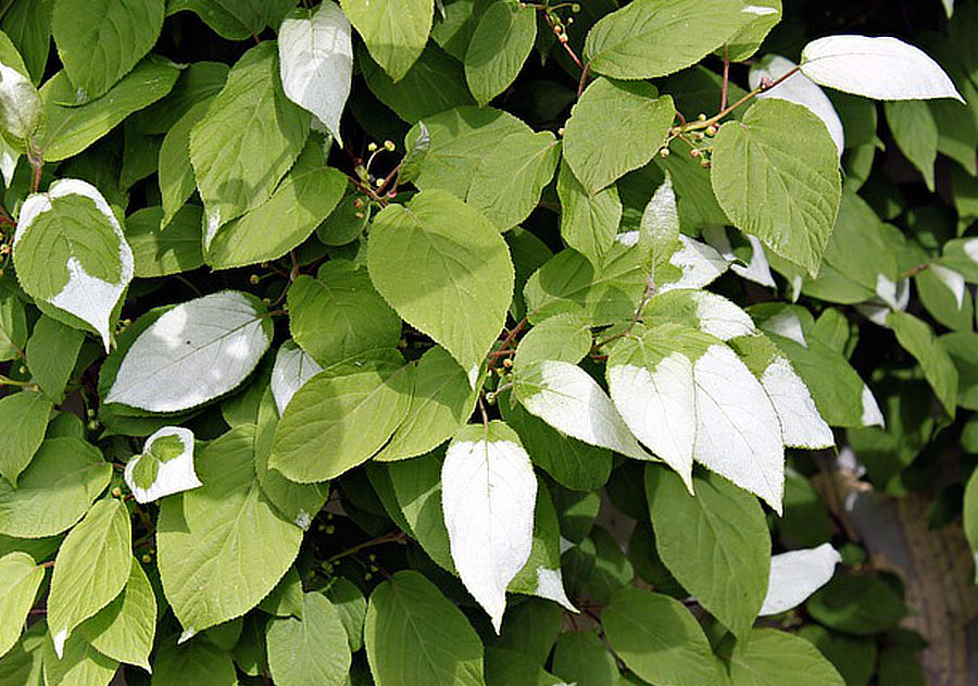 Aktinidie 4 Aktinidie stříbrná (Actinidia polygama)