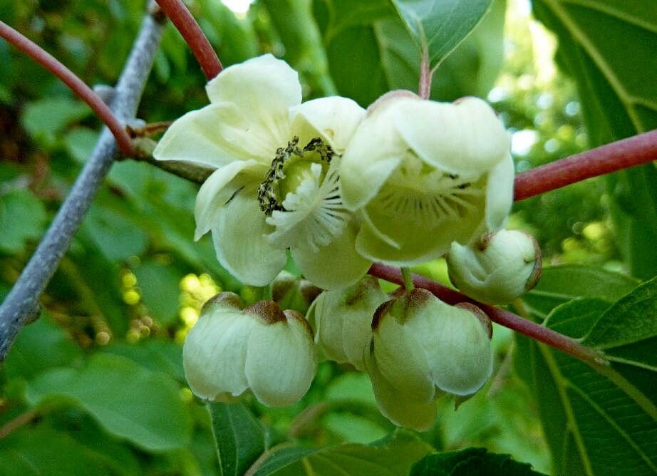 Aktinidie 2 Aktinidie význačná (Actinidia arguta)
