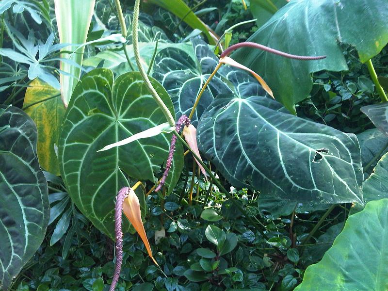 Toulitka 28 Anthurium crystallinum