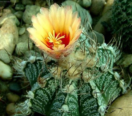 Biskupská čepice 14 Astrofytum ozdobné (Astrophytum ornatum)