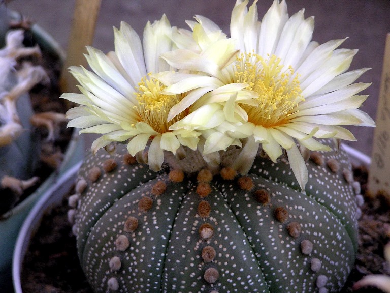 Biskupská čepice 11 Astrofytum hvězdovité (Astrophytum asterias)