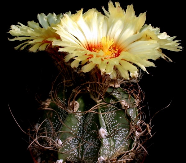 Biskupská čepice 12 Astrofytum kozorohé (Astrophytum capricorne)