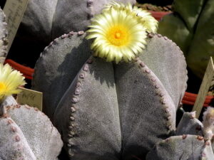(Astrophytum myriostigma) „biskupská čepice“