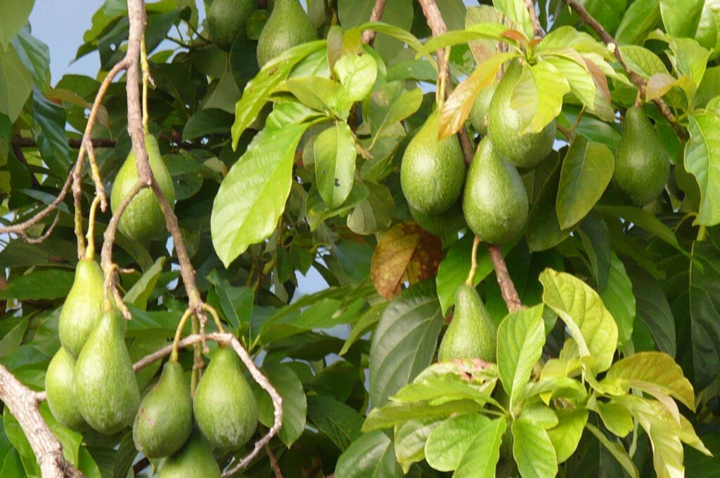 Avokádo 1 Avokádo, persea americká (Persea americana)