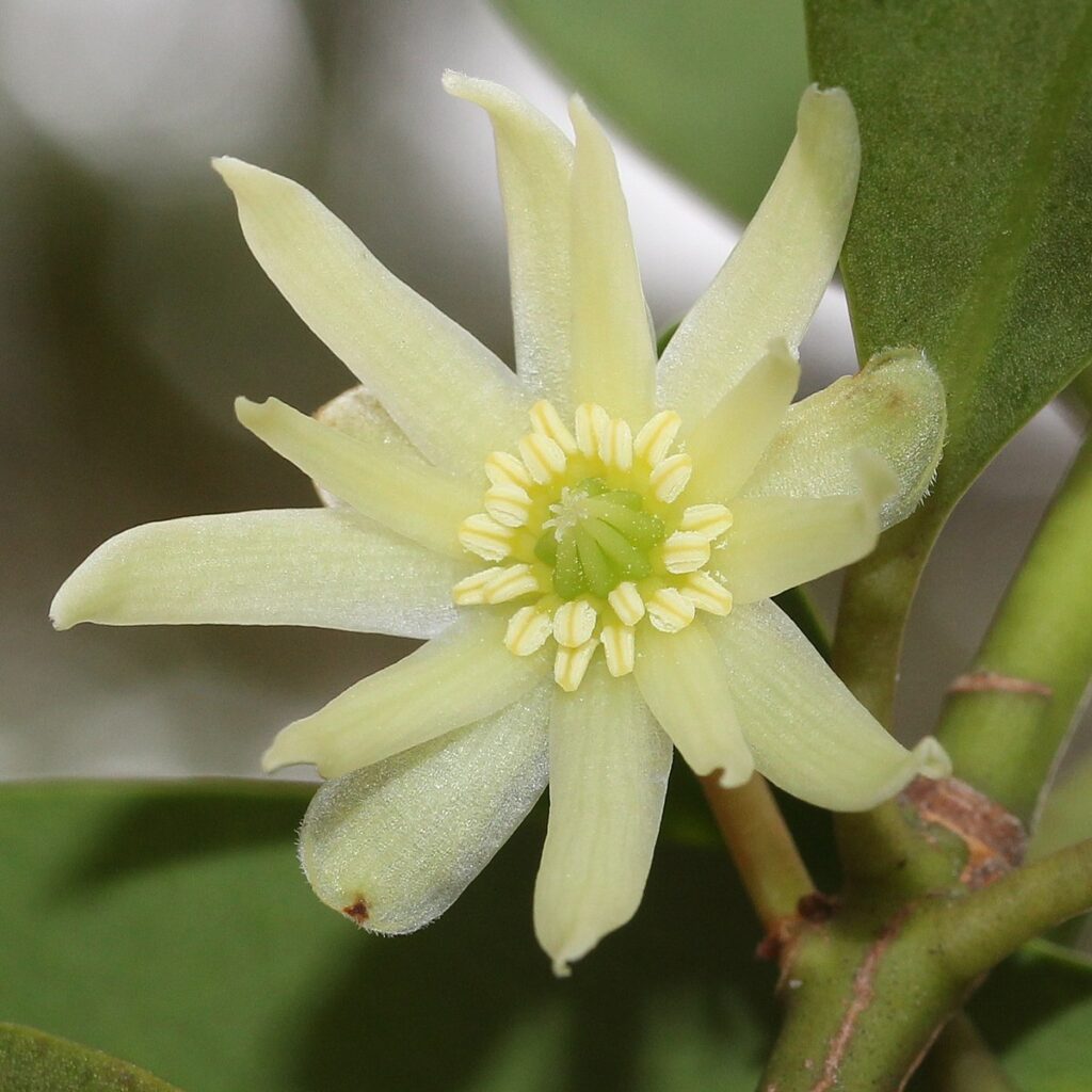 Badyáník pravý 16 Badyáník posvátný (Illicium anisatum)