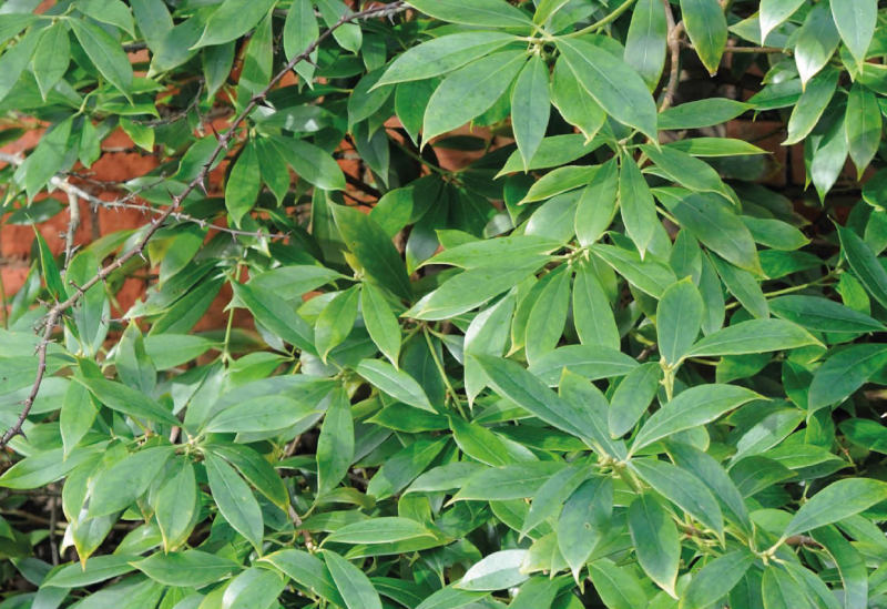 Badyáník pravý 15 Badyáník pravý (Illicium verum)