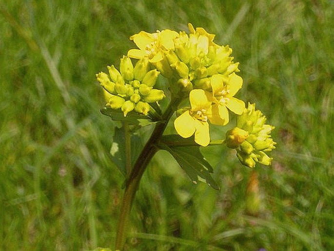 Barborka obecná 10 Barborka (Barbarea vulgaris)