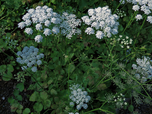 Anýz 1 Bedrník anýz (Pimpinella anisum)