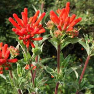 Bouvardie (Bouvardia)