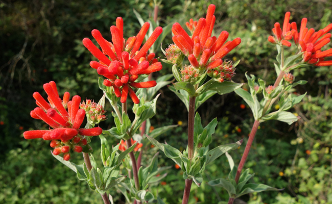 Bouvardia 1 Bouvardie (Bouvardia)
