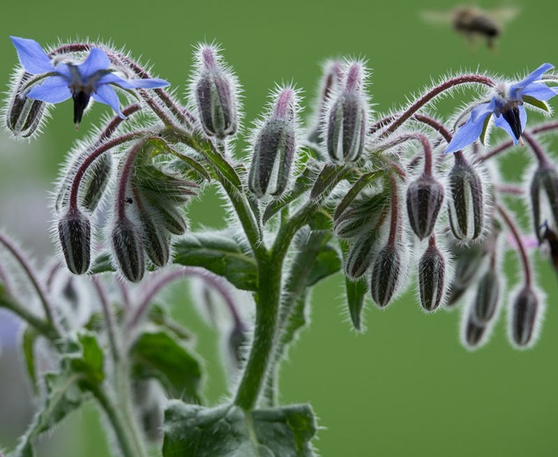 Brutnák 20 Brutnák lékařský (Borago officinalis)