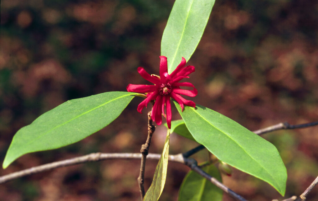 Badyáník pravý 17 Illicium floridanum
