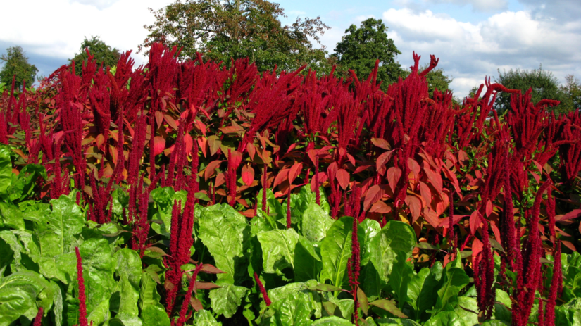 Amaryllis 3 Laskavec (Amaranthus hypochondriacus) 'Roter Dom'
