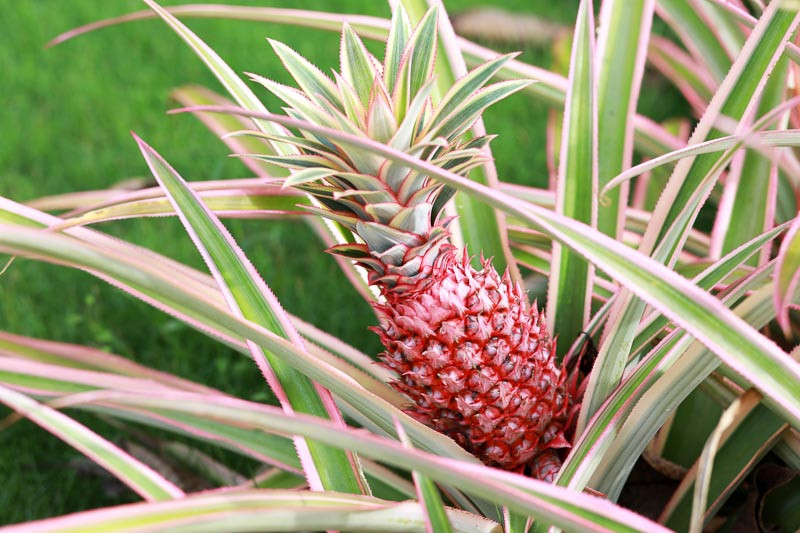 Ananas 1 Pestrolistý ananas (Ananas comosus 'Variegatus')