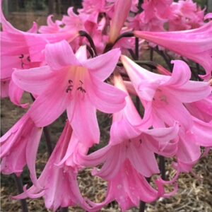 Zornice (Amaryllis bella-donna)