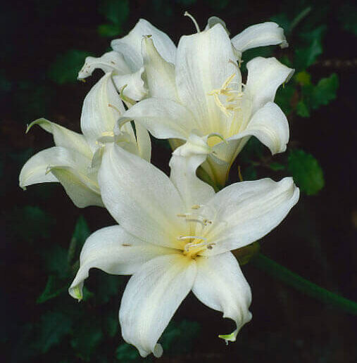 Amaryllis 2 Zornice (Amaryllis bella-donna) ‘Hathor’