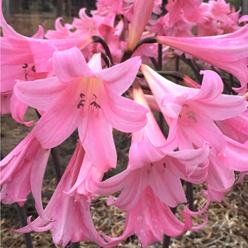 Amaryllis 1 Zornice (Amaryllis bella-donna)