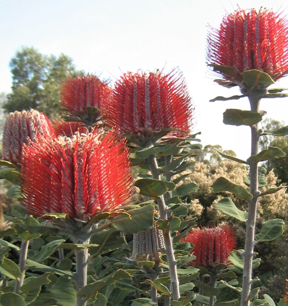 Banksie 9 Banksia coccinea