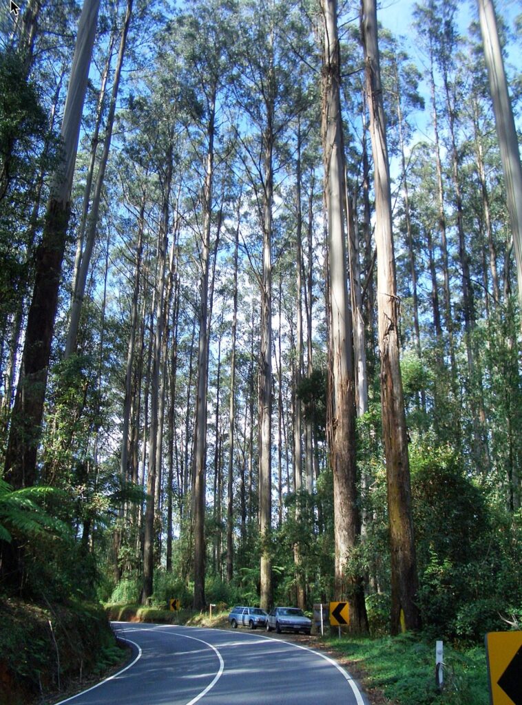 Eukalyptus královský (Eucalyptus regnans) v pohoří Black Spur, Victoria.