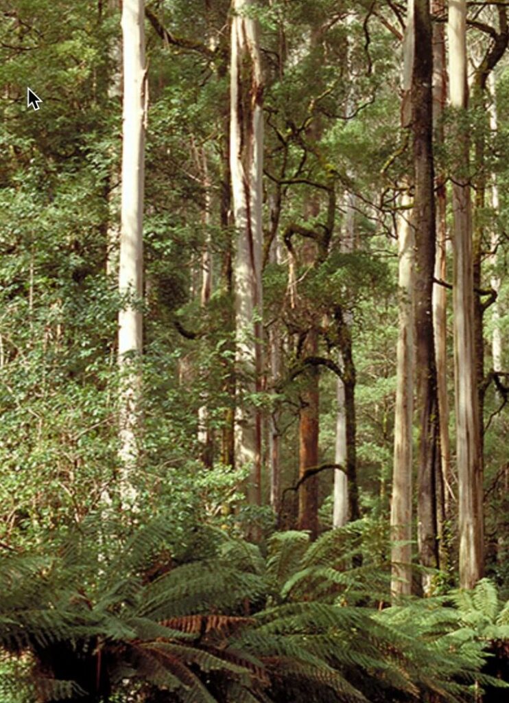 les eukalyptu královského