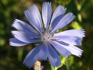 Čekanka obecná (Cichorium intybus)