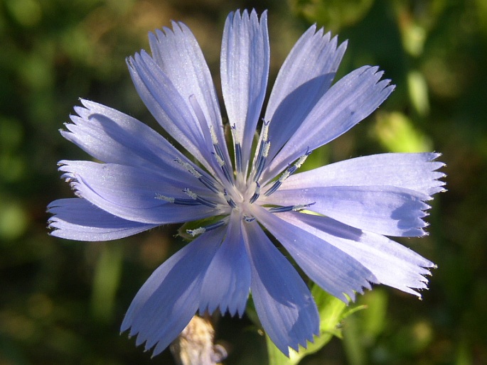 Čekanka obecná 1 Čekanka obecná (Cichorium intybus)