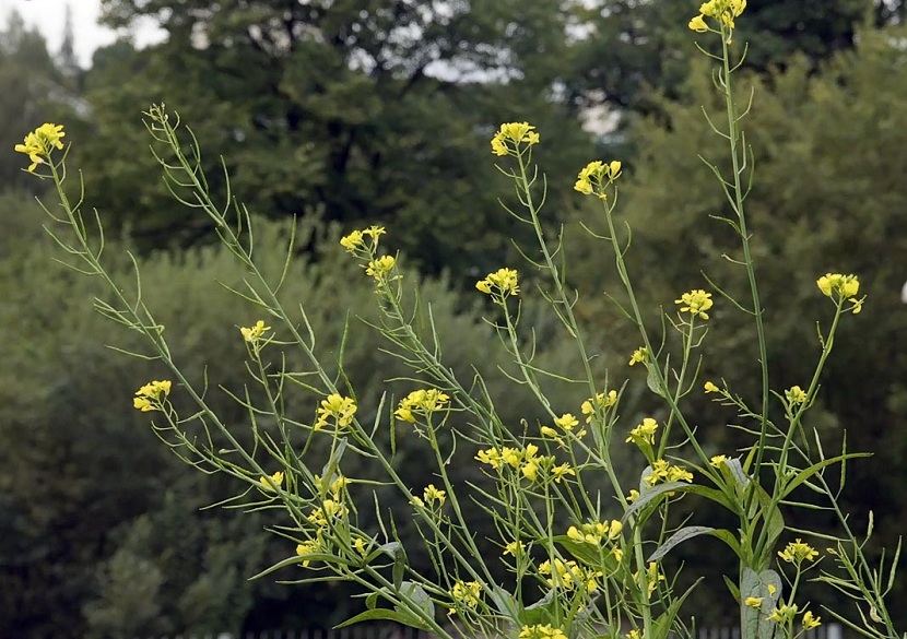 Černá hořčice 1 Černá hořčice (Brassica nigra)