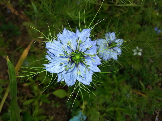 Černucha 7 Černucha setá (Nigella sativa)