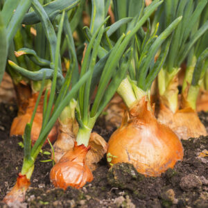 Cibule kuchyňská (Allium cepa)