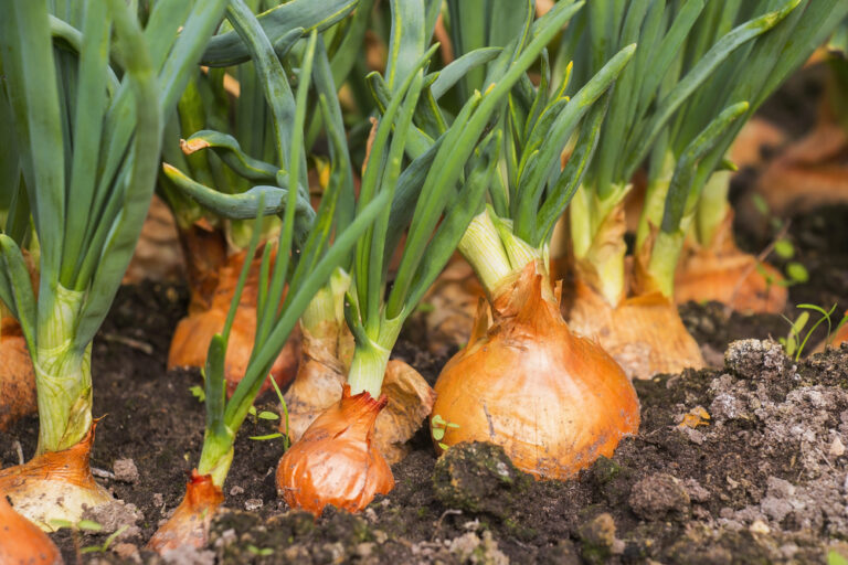 Cibuľa kuchynská (Allium cepa) s odhalenými cibuľami na záhone