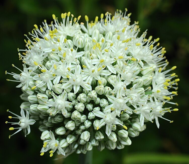 Cibule kuchyňská 2 Cibule kuchyňská (Allium cepa)