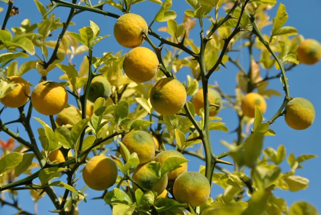 Citronečník trojlistý 4 Citronečník trojlistý (Poncirus trifoliata)