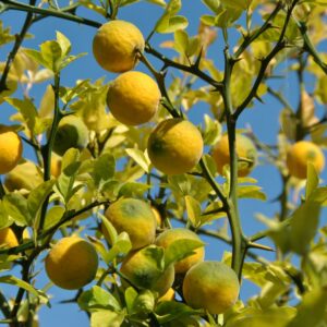 Citronečník trojlistý (Poncirus trifoliata)