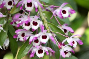Dendrobium nobile